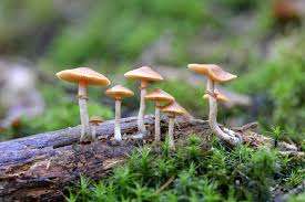 How to identify magic mushrooms