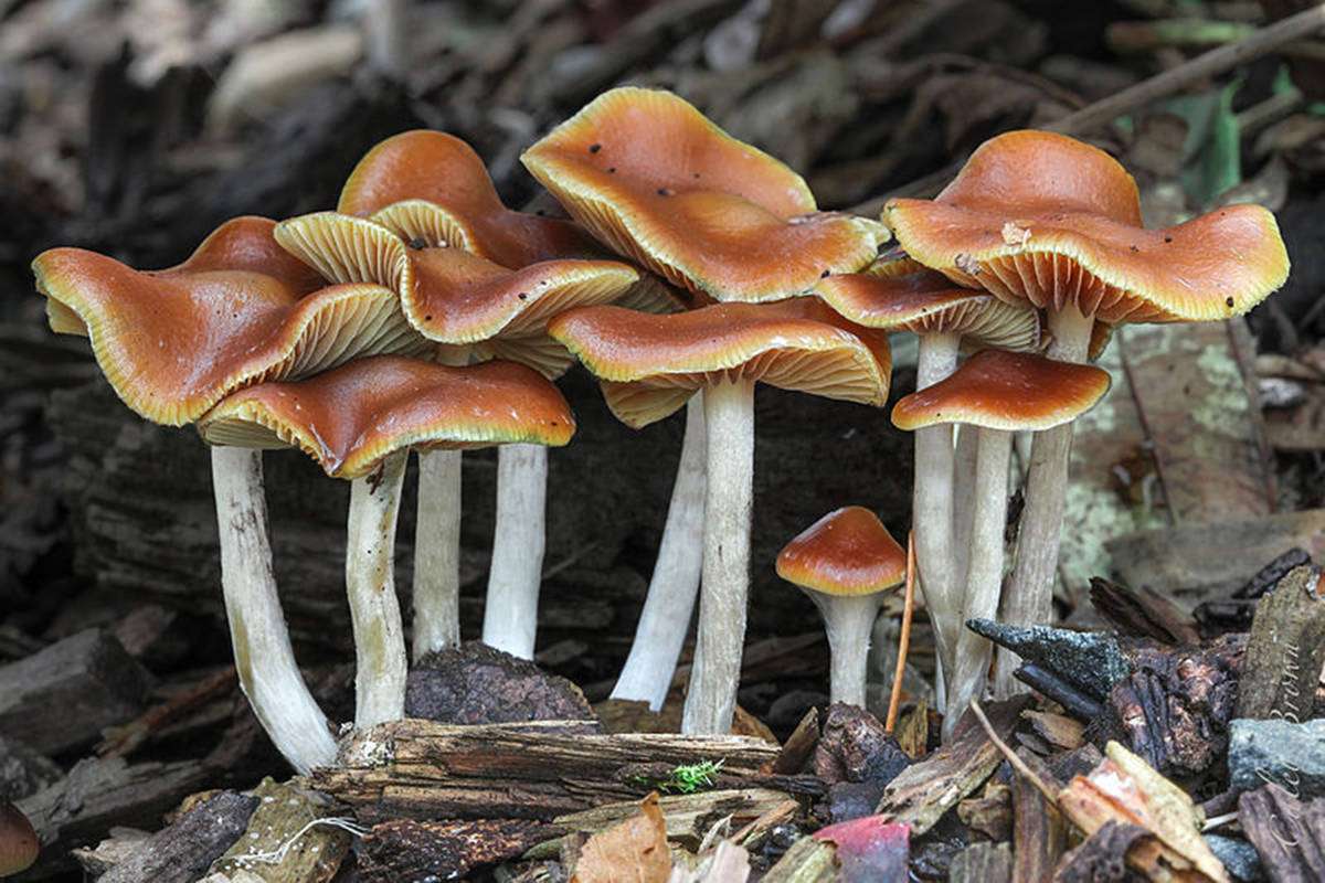 Magic Mushroom Strains; Liberty Caps Found in North America And Europe 4