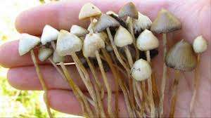 Micro Dosing Mushrooms Pros and Cons 5