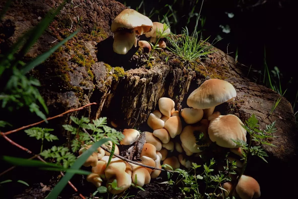How to Grow Magic Mushrooms in Canada