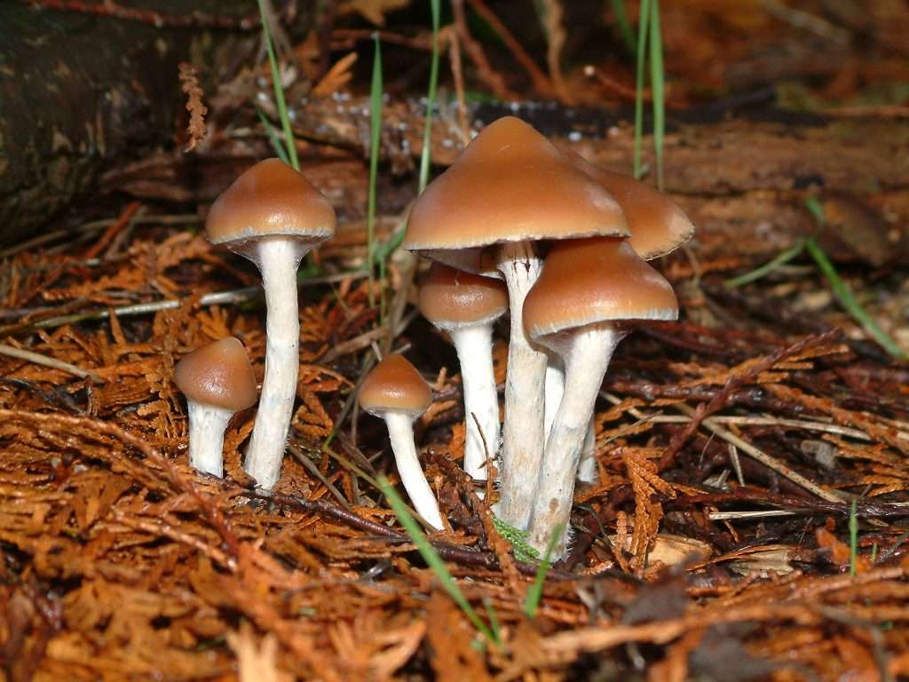 Magic Mushroom Strains; Liberty Caps Found in North America And Europe 5
