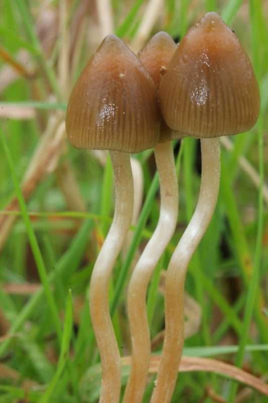 Magic Mushroom Strains; Liberty Caps Found in North America And Europe 2