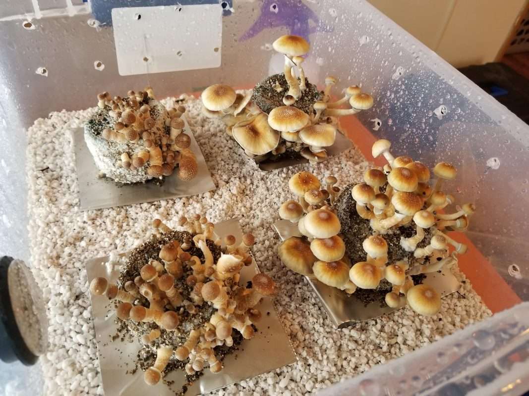 how to grow shrooms