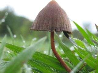 Magic Mushroom Strains