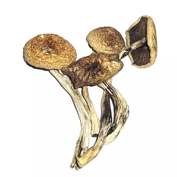 B+ Cubensis dried mushrooms