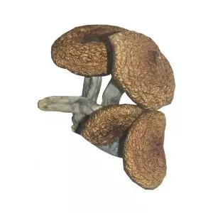 Burma Strain - Dried Mushroom