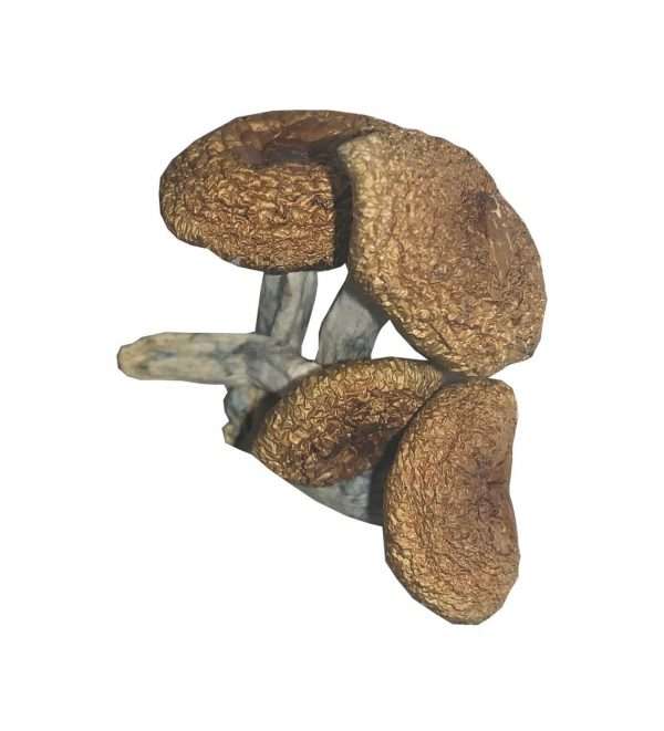 Burma Strain – Dried Mushroom