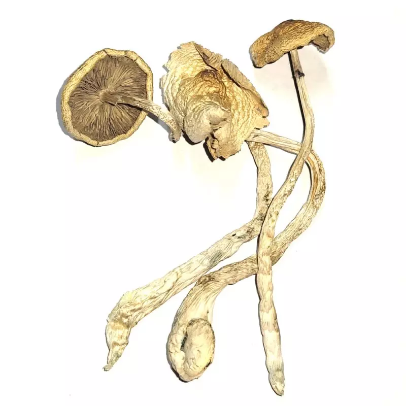 Golden Teacher dried mushrooms