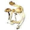 Golden Teacher Dried Mushrooms