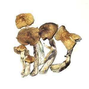 McKennaii cubensis dried mushrooms