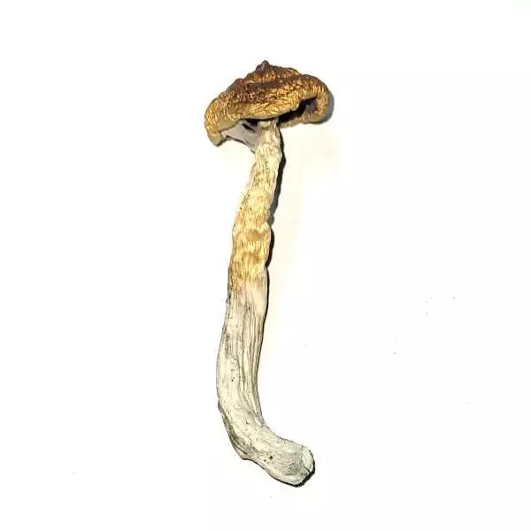 McKennaii cubensis dried mushrooms