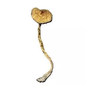 African Transkei strain dried mushrooms