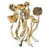 African Transkei strain dried mushrooms