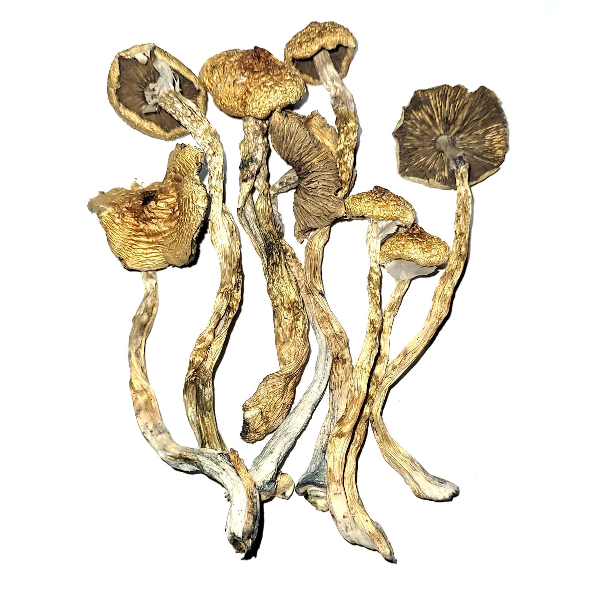 African Transkei - Dried Mushroom - The Fun Guys