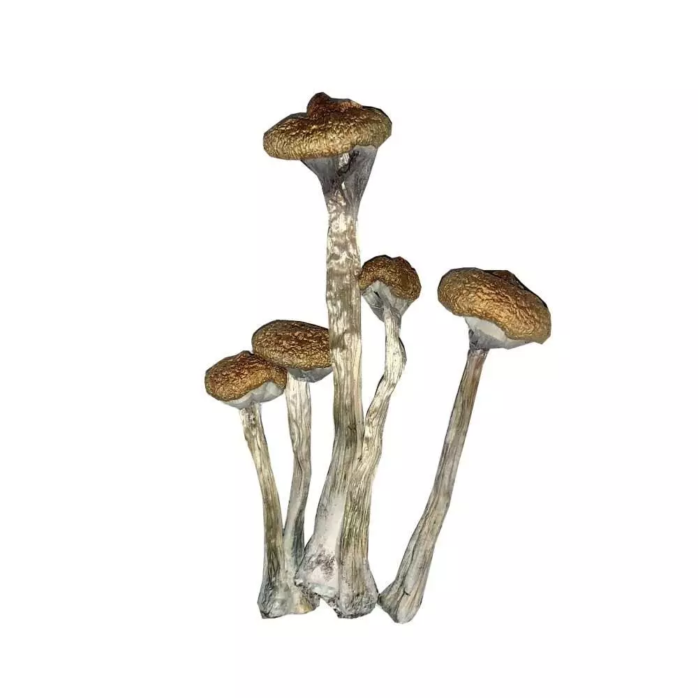 Mazatapec Vs. Golden Teacher Psilocybin Shrooms - The Fun Guys