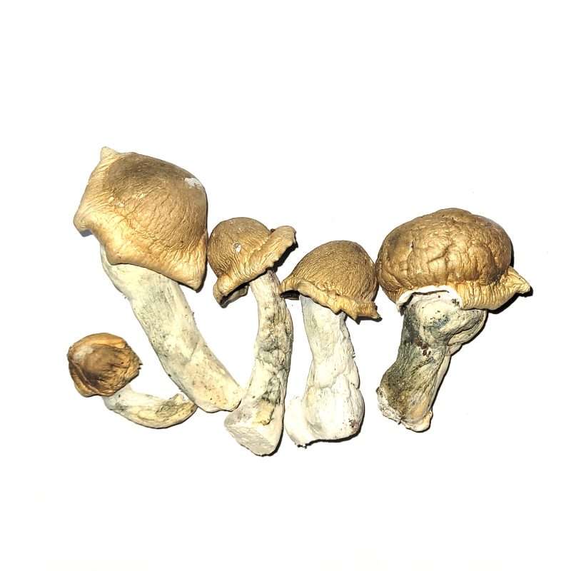 Penis Envy Cubensis Dried Mushrooms
