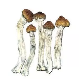Trinity Cubensis Dried Mushrooms
