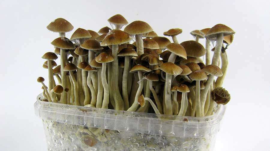 growing-magic-mushrooms