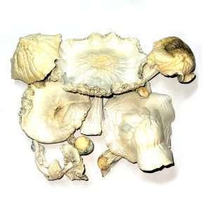 ARC Cubensis Dried Mushrooms