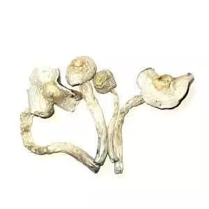 Albino Transkei Cubensis Dried Mushrooms