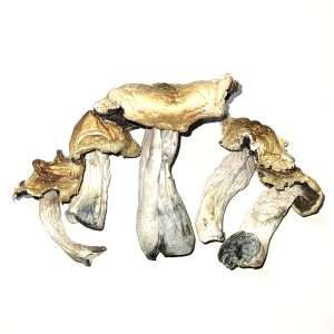 Koh Samui Cubensis Dried Mushrooms