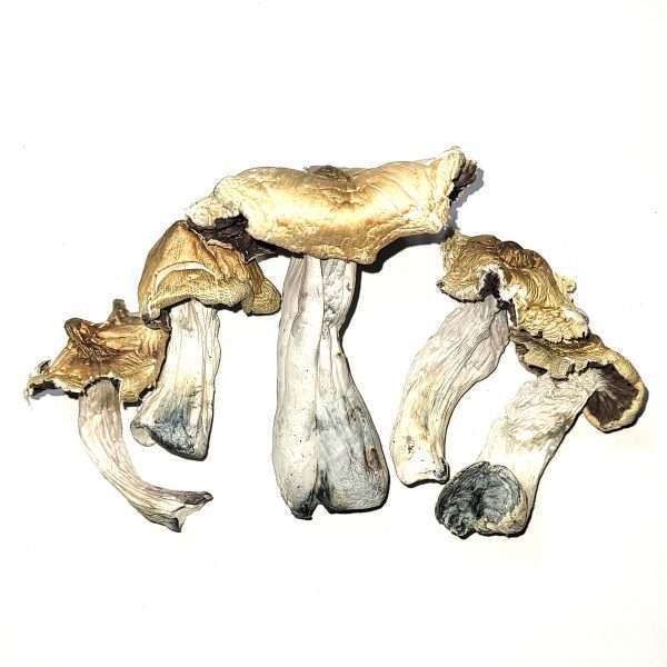 Koh Samui Cubensis Dried Mushrooms