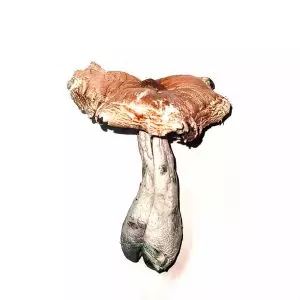 Koh Samui – Dried Mushroom