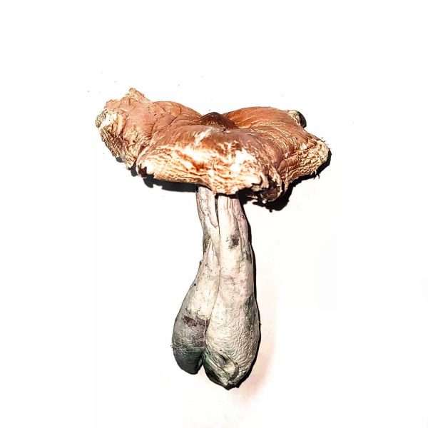 Koh Samui – Dried Mushroom