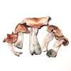 8 Strains Magic Mushroom Party Pack