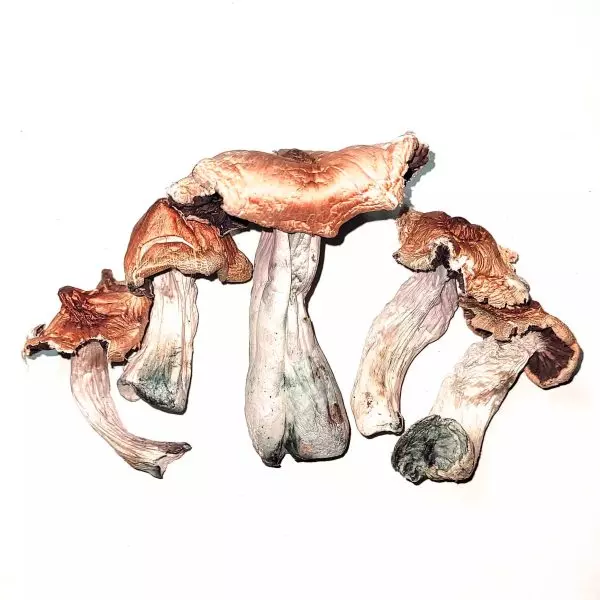 Koh Samui – Dried Mushroom