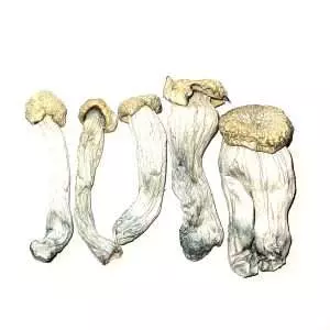 Yeti Cubensis Dried Mushrooms