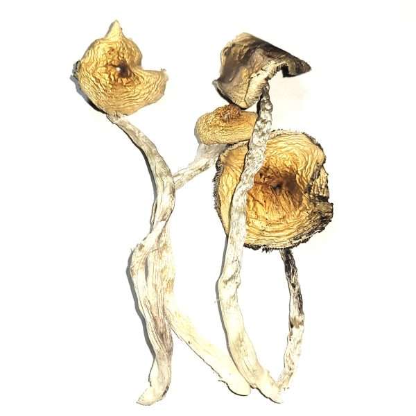 Texas Orange Caps – Dried Mushroom