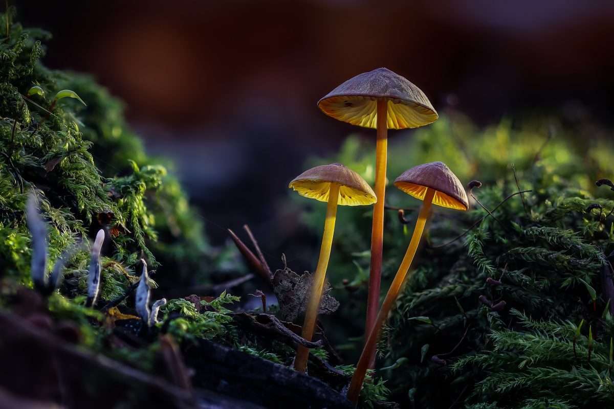 cool shrooms picture