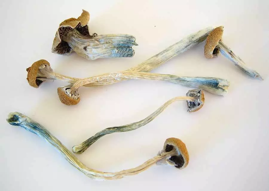 dried shrooms cost