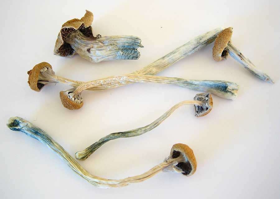 Dried_Cubensis_shrooms