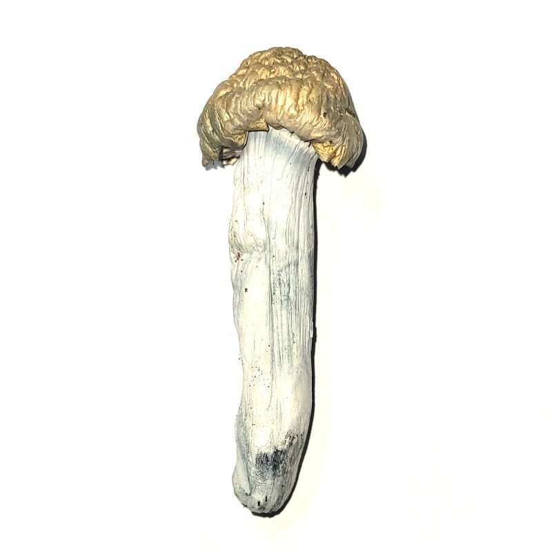 Penis Envy Dried Mushrooms