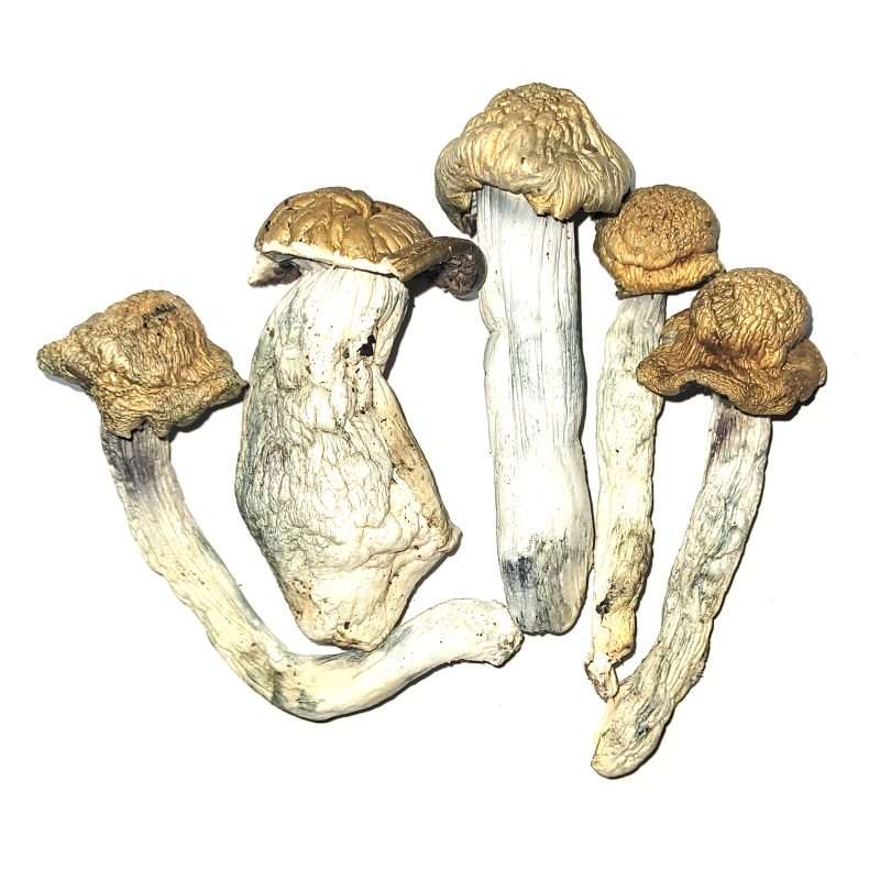 Penis Envy Dried Mushrooms
