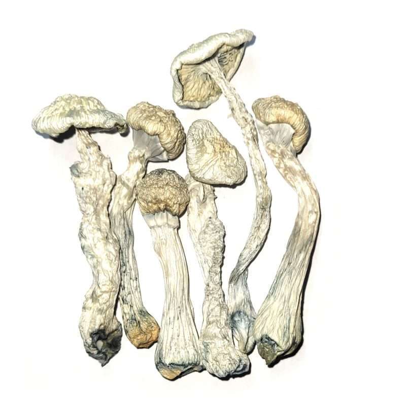 Albino Rhino Cubensis Dried Mushrooms