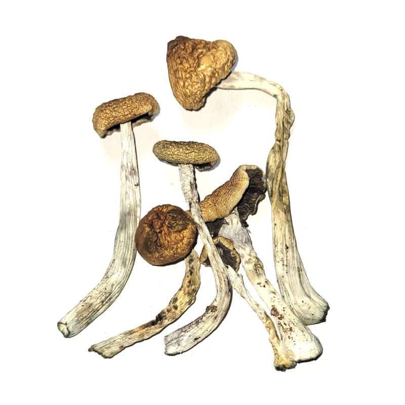 Tidal Wave Cubensis Dried Mushrooms