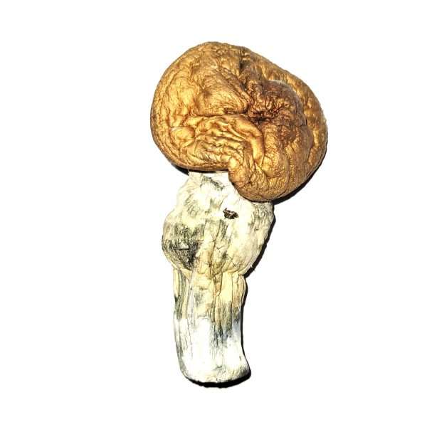 Malabar Cubensis Dried Mushrooms