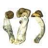 Makilla Gorilla – Dried Mushrooms