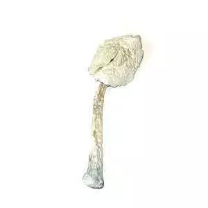 Albino Zilla – Dried Mushroom
