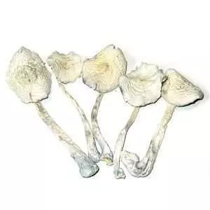 Albino Zilla – Dried Mushroom