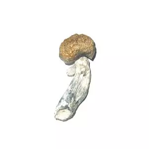 Tidal Wave Cubensis – Dried Mushroom