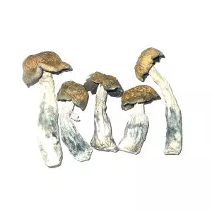 Tidal Wave Cubensis Dried Mushrooms - 23.12 02