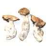 Enigma Cubensis ~ Graded 4A