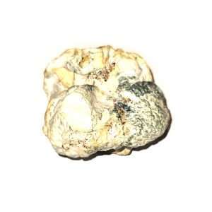 Dino Eggs - Dried Mushroom 1