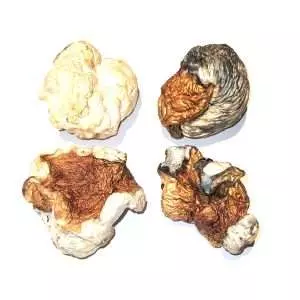 Dino Eggs – Dried Mushroom