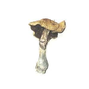 Golden Emperor – Dried Mushroom
