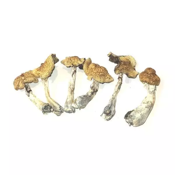 Golden Emperor – Dried Mushroom
